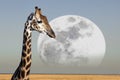 Moon - Giraffe - Etosha National Park - Namibia