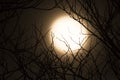 Moon Glowing Through Bare Branches