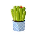 Moon green cactus with red flower in striped pot