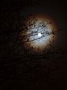 A moon with a halo behind branches of a tree