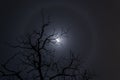 Moon halo and tree silhouette Royalty Free Stock Photo