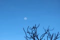 The moon has risen over the sky on a dry dead branch