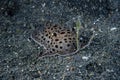 Moon-headed Sidegill Slug Euselenops luniceps Royalty Free Stock Photo