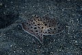 Moon-headed Sidegill Slug Euselenops luniceps Royalty Free Stock Photo