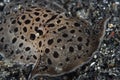 Moon-headed Sidegill Slug Euselenops luniceps Royalty Free Stock Photo