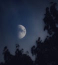 Moon in if first quarter phase with blurry tree silhouettes at night Royalty Free Stock Photo