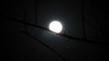 Moon. Illuminates the night of Israel. Handsomely. Fabulously. Interesting. Royalty Free Stock Photo
