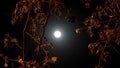 Moon. Illuminates the night of Israel. Handsomely. Fabulously. Interesting. Royalty Free Stock Photo