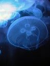 Moon Jellies Royalty Free Stock Photo