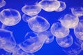 Moon Jellies Royalty Free Stock Photo