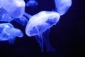 Moon Jellies Royalty Free Stock Photo