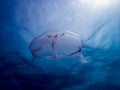 Moon jellies (Aurelia aurita) in the Atlantic before Hurricane Idalia, off the shore of Jupiter, Florida Royalty Free Stock Photo