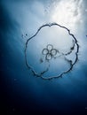 Moon jellies (Aurelia aurita) in the Atlantic before Hurricane Idalia, off the shore of Jupiter, Florida Royalty Free Stock Photo