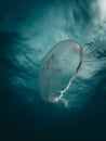 Moon jellies (Aurelia aurita) in the Atlantic before Hurricane Idalia, off the shore of Jupiter, Florida Royalty Free Stock Photo