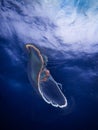 Moon jellies (Aurelia aurita) in the Atlantic before Hurricane Idalia, off the shore of Jupiter, Florida Royalty Free Stock Photo