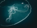 Moon jellies (Aurelia aurita) in the Atlantic before Hurricane Idalia, off the shore of Jupiter, Florida Royalty Free Stock Photo