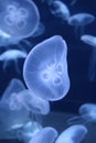 Moon Jellies Fish Royalty Free Stock Photo