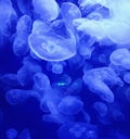 Moon Jellies 4 Royalty Free Stock Photo