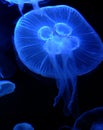 Moon Jellies Royalty Free Stock Photo