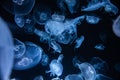 Moon Jellies 1