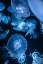 Moon Jellies 2 Royalty Free Stock Photo