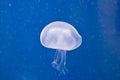 Moon Jelly