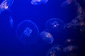 Moon Jelly Aurelia Aurita Jellyfish at Monterey Bay Aquarium Royalty Free Stock Photo