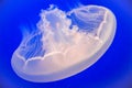 Moon Jelly