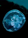 Moon jelly fish