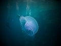 Moon jelly fish