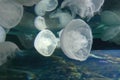 Moon jelly fish Aurelia labiata