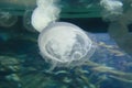 Moon jelly fish Aurelia labiata