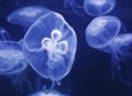 Moon Jellyfish Royalty Free Stock Photo