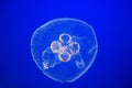 Moon jellyfish Royalty Free Stock Photo