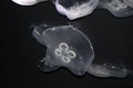 Moon Jellyfish Royalty Free Stock Photo