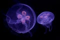 Moon Jellyfish Royalty Free Stock Photo