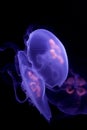 Moon Jellyfish Royalty Free Stock Photo