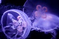 Moon Jellyfish Royalty Free Stock Photo