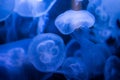 Moon jellyfish in aquarium in Berlin, blue light Royalty Free Stock Photo