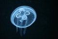 Moon jellyfish Royalty Free Stock Photo