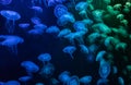 Moon jellyfish Aurelia aurita in an aquarium under blue and green artificial lighting Royalty Free Stock Photo