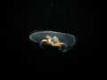 A Moon jellyfish or Aurelia aurita with black seawater background. Picture from, Malmo Sweden. Royalty Free Stock Photo