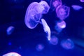 Moon jellyfish Aurelia aurita on blue background Royalty Free Stock Photo