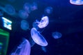 Moon jellyfish Aurelia aurita on blue background Royalty Free Stock Photo