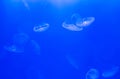 Moon jellyfish Aurelia aurita on blue background underwater. Royalty Free Stock Photo