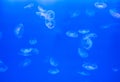 Moon jellyfish Aurelia aurita on blue background underwater. Royalty Free Stock Photo