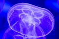 Moon jellyfish Aurelia aurita blue translucent color and blue b Royalty Free Stock Photo