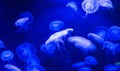 Moon jellyfish Aurelia aurita blue translucent color and blue ba Royalty Free Stock Photo