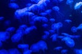 Moon jellyfish Aurelia aurita blue translucent color and blue ba Royalty Free Stock Photo