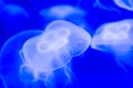 Moon jellyfish Aurelia aurita blue translucent color and blue ba Royalty Free Stock Photo